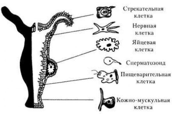 Кракен сайт kr2web in цены